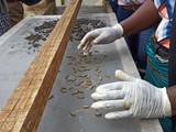 maggots_on_solar_dryer