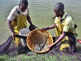 collecting_fingerlings_bunda_farm