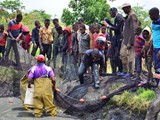 harvesting_fish_with_net