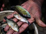 small_fish_bye_catch_astatotilapia_calliptera