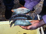 some_harvested_tilapia_species