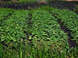 vegetables_growing_at_pond_site