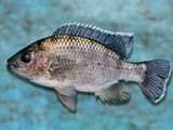 Oreochromis karongae