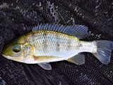 Oreochromis karongae