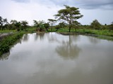 Typical Tilapia pond in Mjinchi