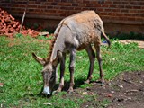 Donkeys visiting the place