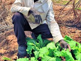 Nkhotakota_IAA_farmer_vegetables